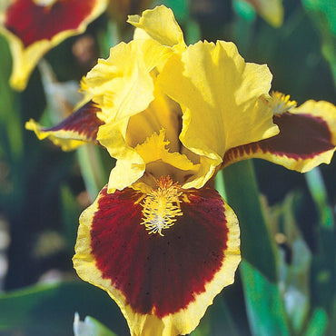 Ultimate Dwarf Bearded Iris Seeds