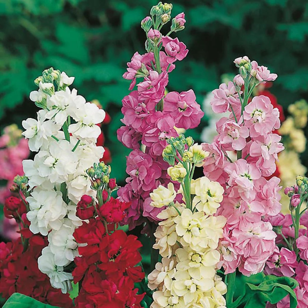 Stock, Matthiola incana Double Mixed Color Seeds