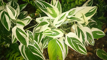 Variegated Arrow Root Bulbs