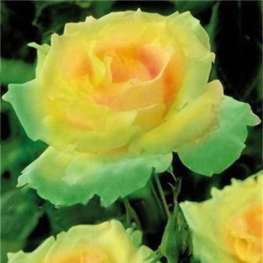 Garden Rose Seeds Flower Bonsai Perennial Plants Seed