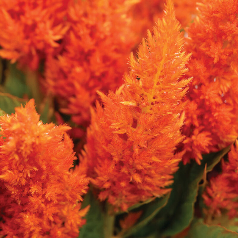 Sunday Bright Orange – Celosia Seed