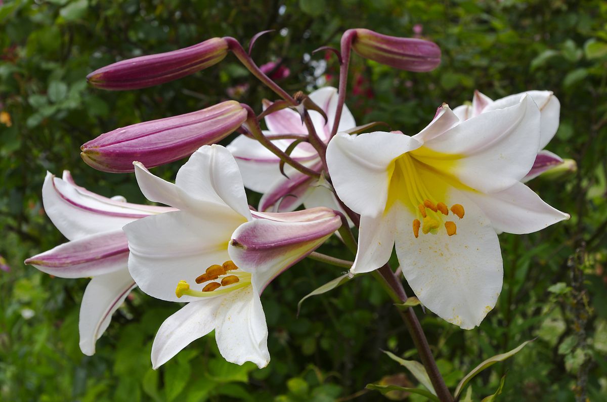 Lilium Regale Kings Lily White Bulb