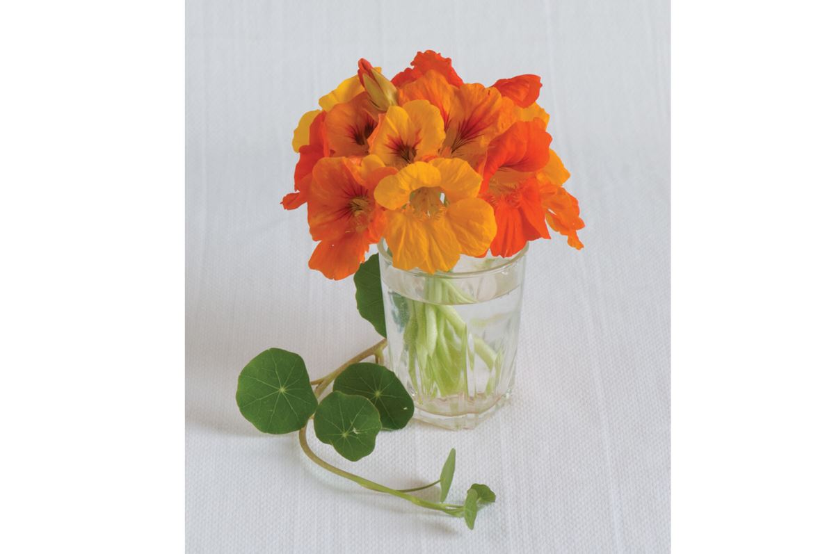 Trailing Nasturtium Mix – Flower Seed