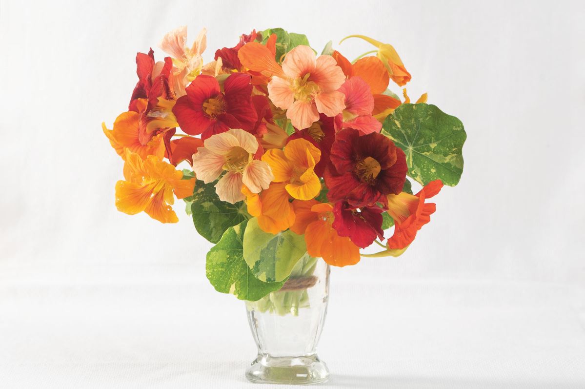 Alaska Mix – Nasturtium Seed