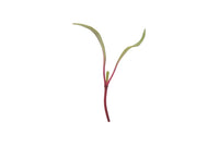 Beet, Early Wonder Tall Top Microgreen Seed