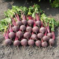 Boro – 1r Organic Pelleted Beet Seed