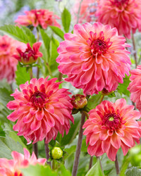 Belfloor Dahlia