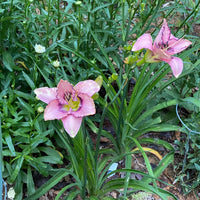 Handwriting on the Wall Reblooming Daylily