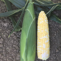 Xtra-Tender 20173 – Corn Seed