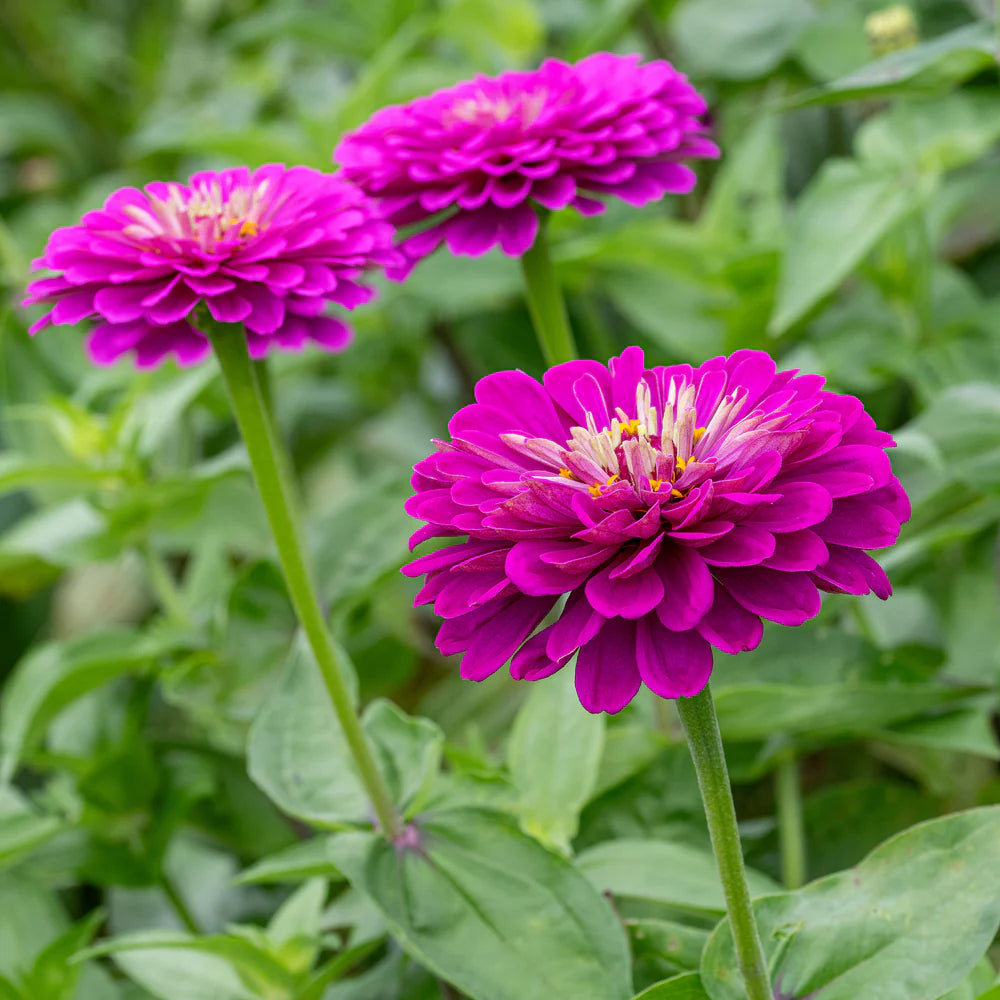 Zinnia- Benary's Giant Purple