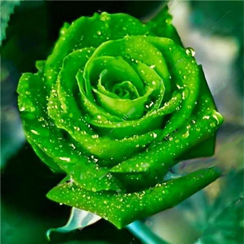 Garden Rose Seeds Flower Bonsai Perennial Plants Seed