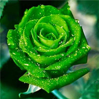 Garden Rose Seeds Flower Bonsai Perennial Plants Seed