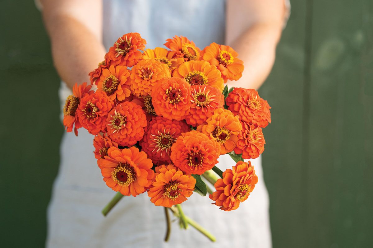 Queeny Pure Orange – Zinnia Seed