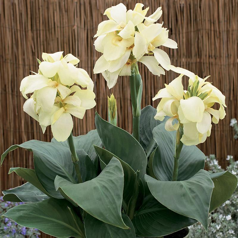 Canna South Pacific Ivory F1