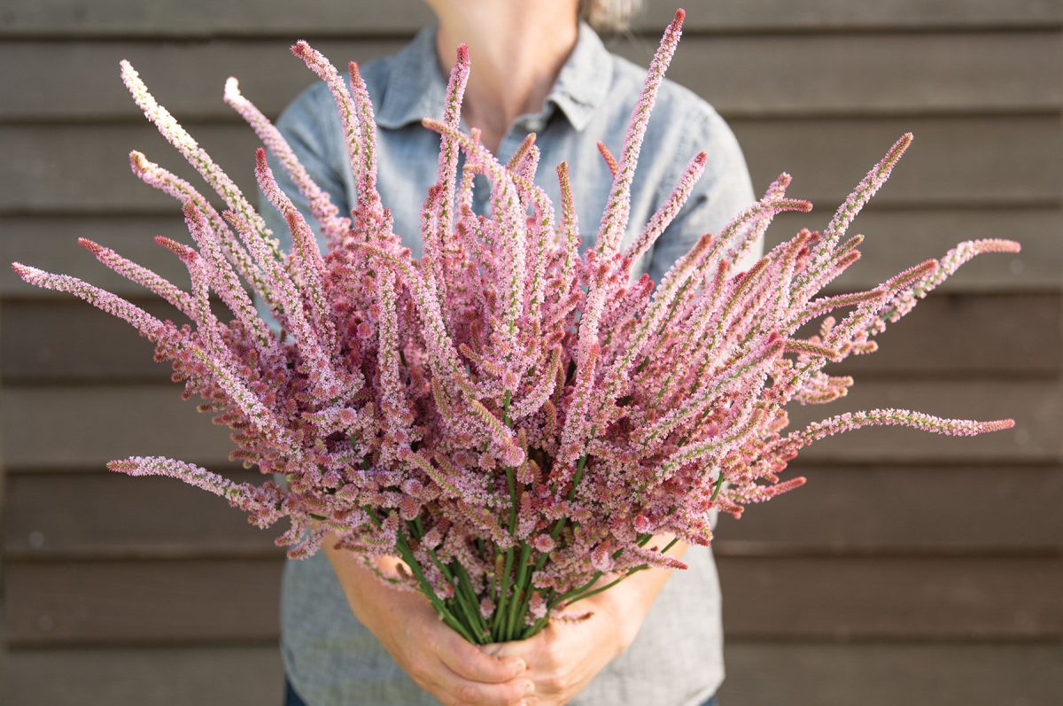 Pink Pokers – Statice Seed