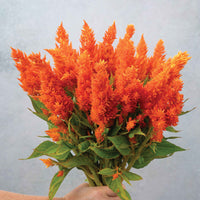 Sunday Bright Orange – Celosia Seed