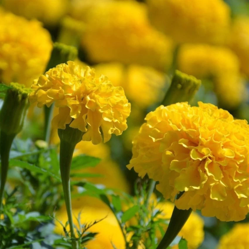 Giant Yellow – Marigold Seed