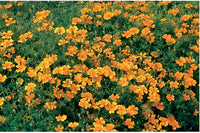 Tangerine Gem – Marigold Seed