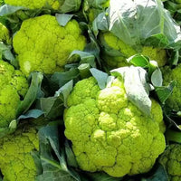 Vitaverde – Cauliflower Seed