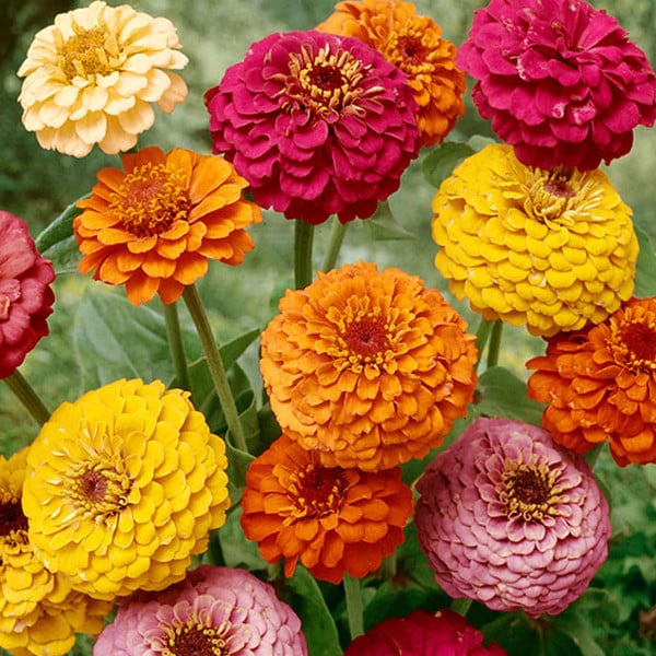 Jim Baggett’s Choice Mix – Organic Zinnia Seed