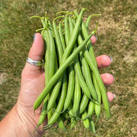 Tavera – Organic Bean Seed