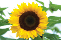 Sunrich Orange – Sunflower Seed