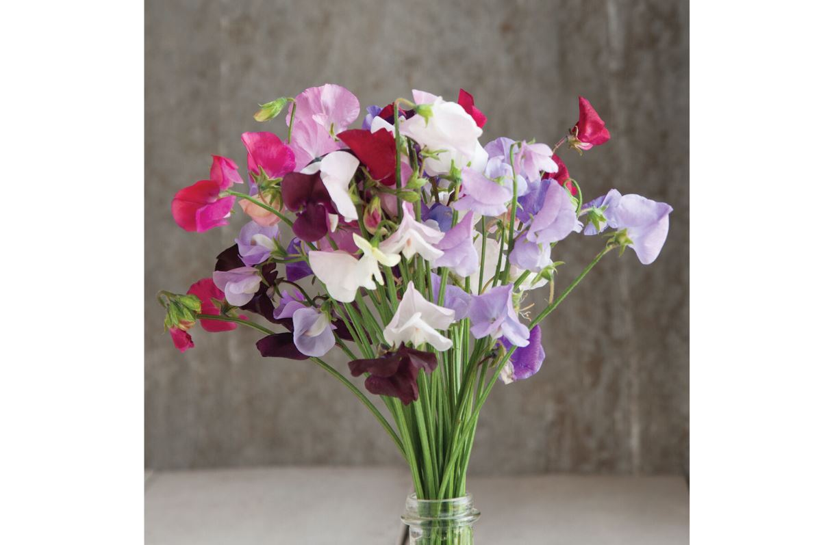 Royal Mix – Sweet Pea Seed