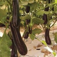 Turkish Delight – Organic Eggplant Seed