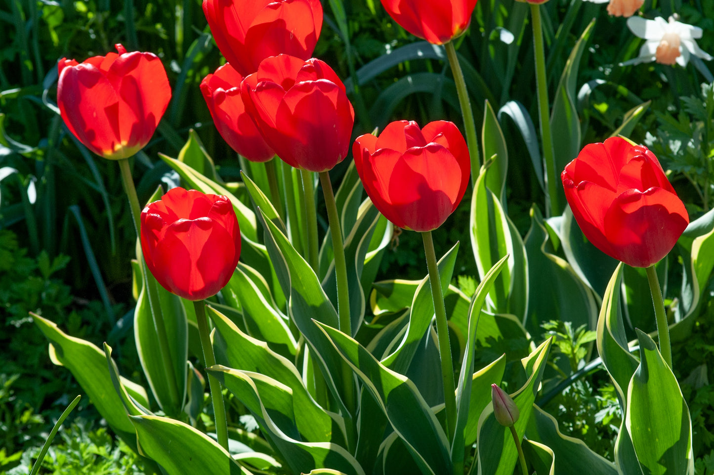 Tulip Parade Red Bulbs