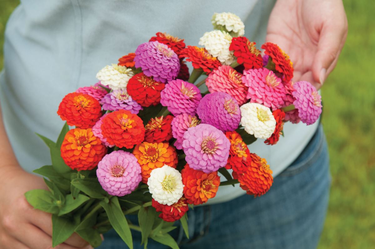 Sunbow Mix – Zinnia Seed