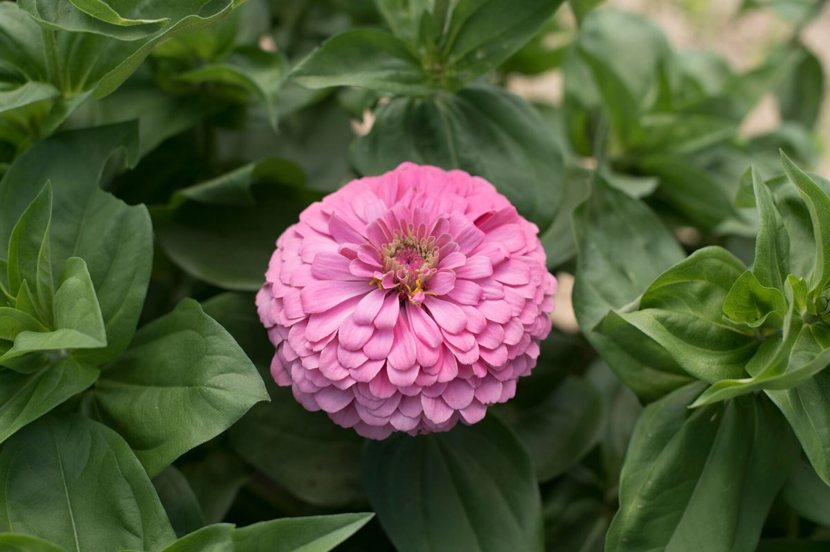 Benary’s Giant Bright Pink – Zinnia Seed