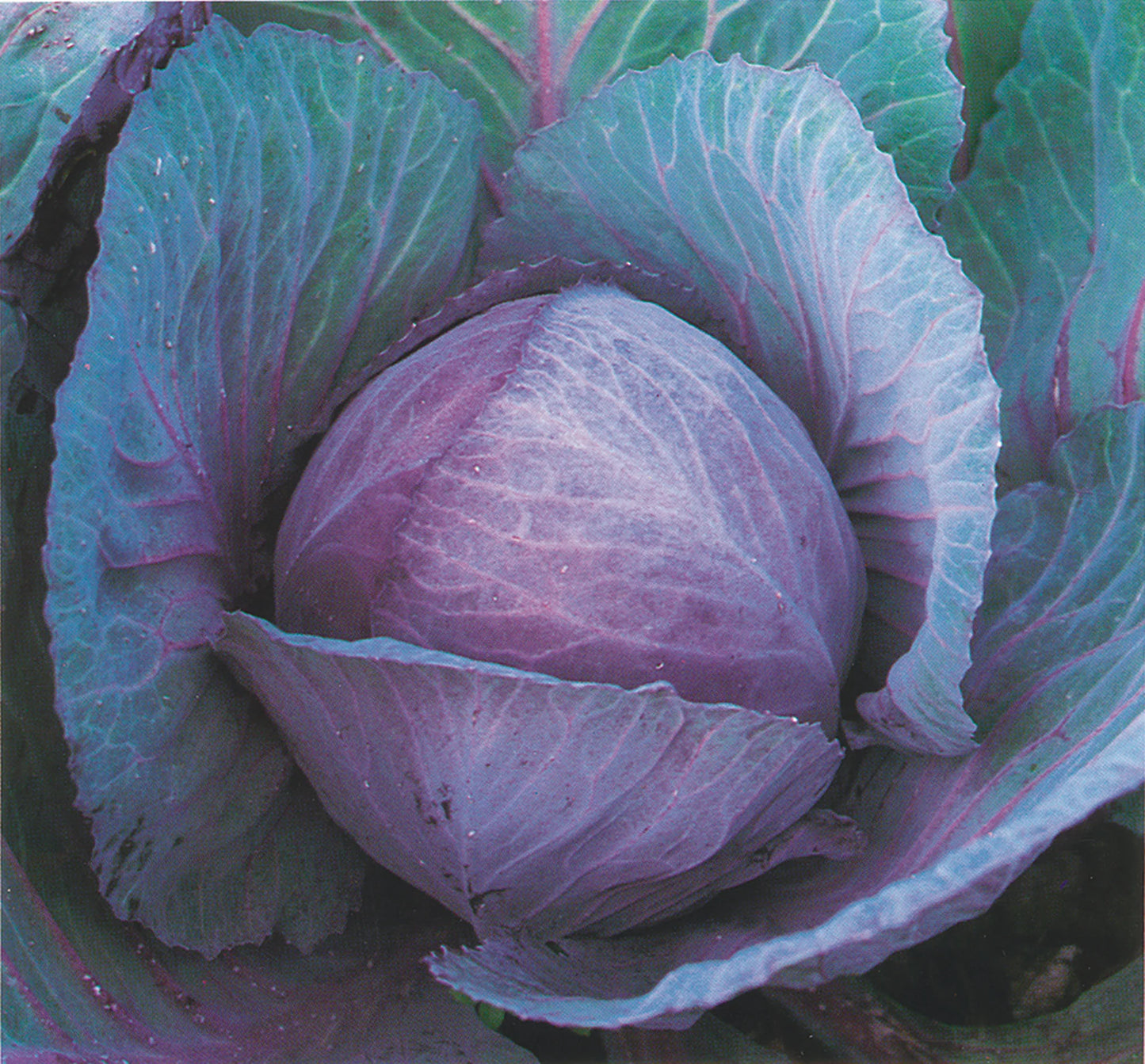 Cabbage- Red Express