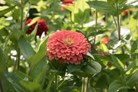 Benary’s Giant Salmon Rose – Zinnia Seed