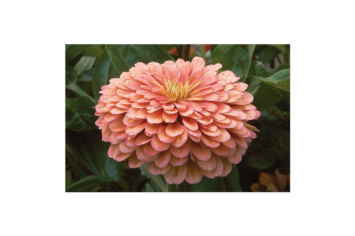 Benary’s Giant Salmon Rose – Zinnia Seed