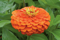 Benary’s Giant Orange – Zinnia Seed