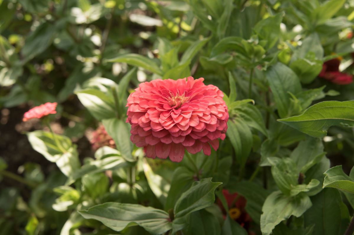 Benary’s Giant Coral – Zinnia Seed