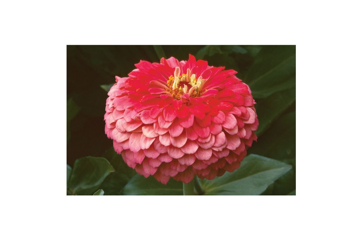 Benary’s Giant Coral – Zinnia Seed