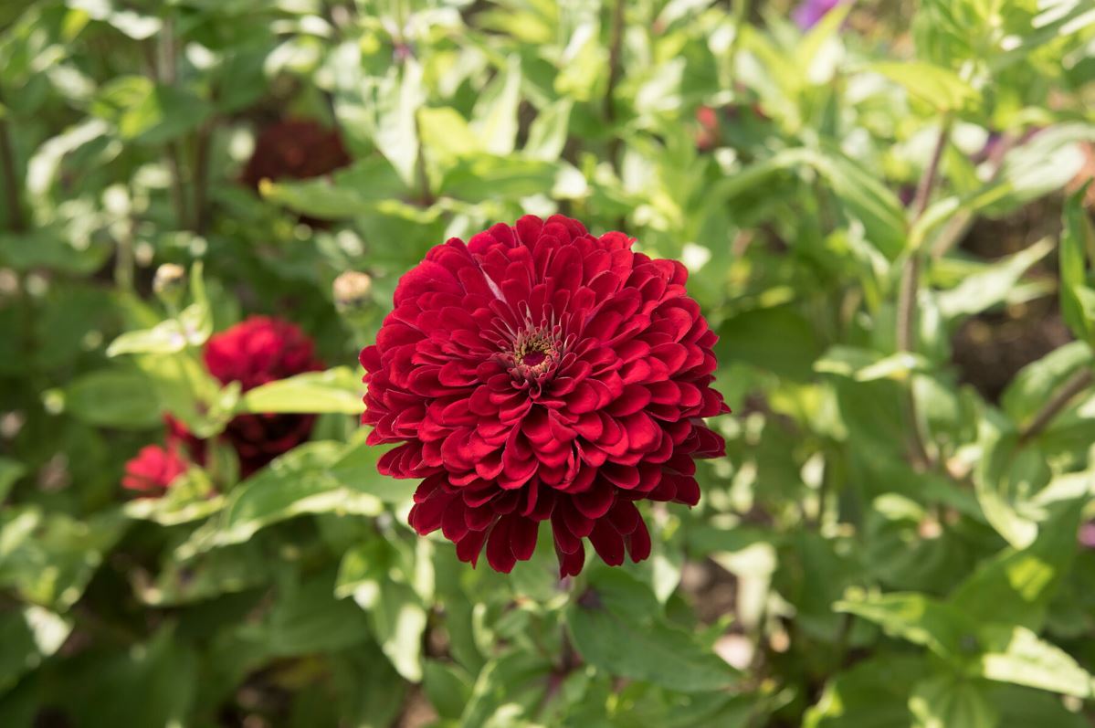 Benary’s Giant Deep Red – Zinnia Seed