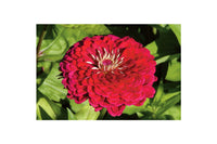 Benary’s Giant Deep Red – Zinnia Seed