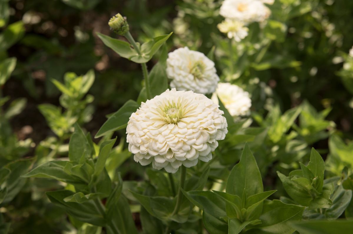 Benary’s Giant White – Zinnia Seed