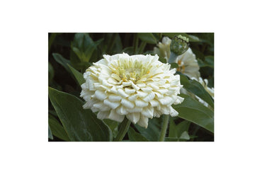 Benary’s Giant White – Zinnia Seed