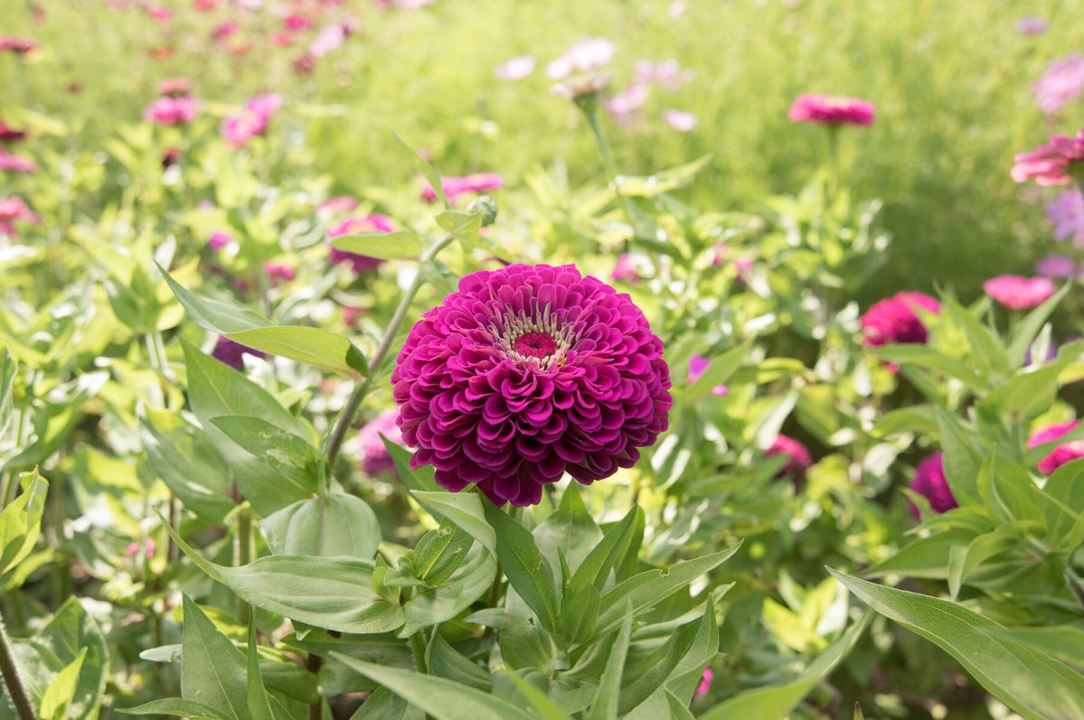 Benary’s Giant Purple – Zinnia Seed