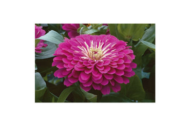 Benary’s Giant Purple – Zinnia Seed