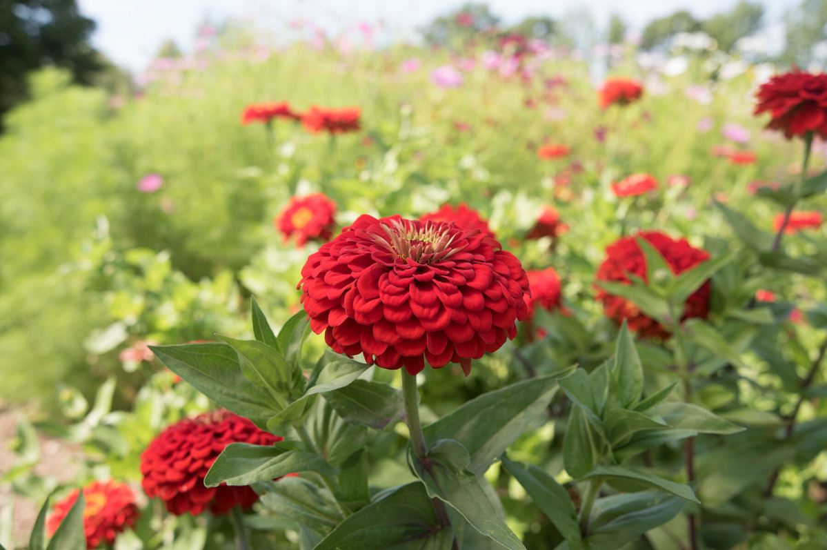 Benary’s Giant Scarlet – Zinnia Seed