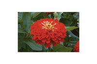 Benary’s Giant Scarlet – Zinnia Seed