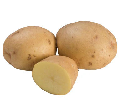 Yukon Gold – Seed Potatoes