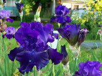 Blueberry Bliss Bearded Iris Seeds