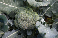 Arcadia – Broccoli Seed