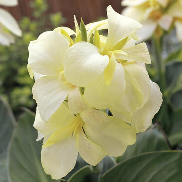 Canna South Pacific Ivory F1