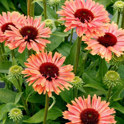 SunSeekers Rainbow Coneflower